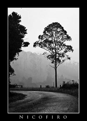 ROMANTICISMOS: SEARES