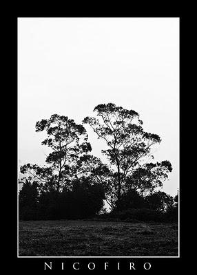 ROMANTICISMOS: SEARES