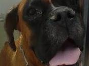 MURCIA- boxer perrera muere tristeza.