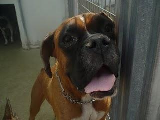 MURCIA- boxer en la perrera se muere de tristeza.