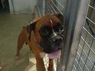 MURCIA- boxer en la perrera se muere de tristeza.
