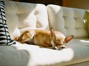 Lunes Mascotas Interiores