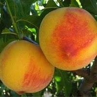 Mermelada de melocotón