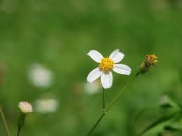 Mandamientos de Gurdjieff;