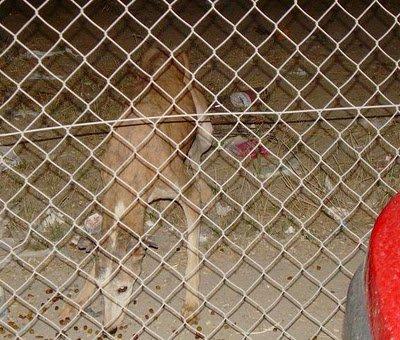 Onubenses ayuda!!!, una galga y cachorros en peligro de caer en malas manos