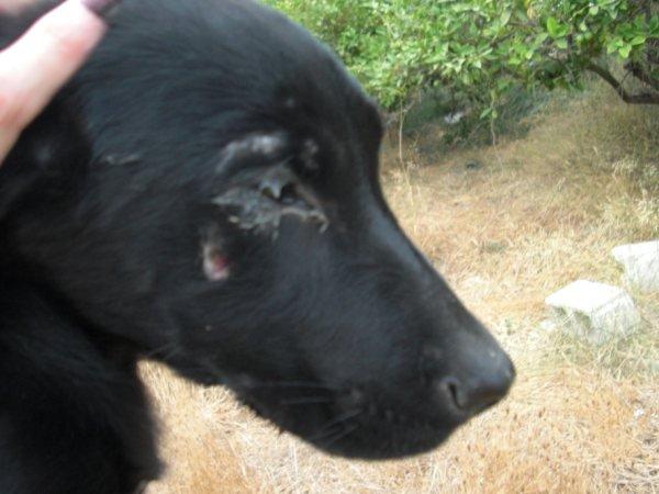 Tres hermanos de Thor, Murcia, uno en las mismas condiciones. Urgente