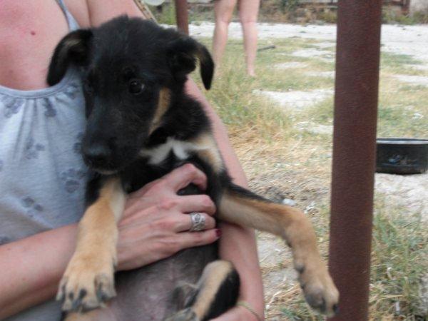 Tres hermanos de Thor, Murcia, uno en las mismas condiciones. Urgente