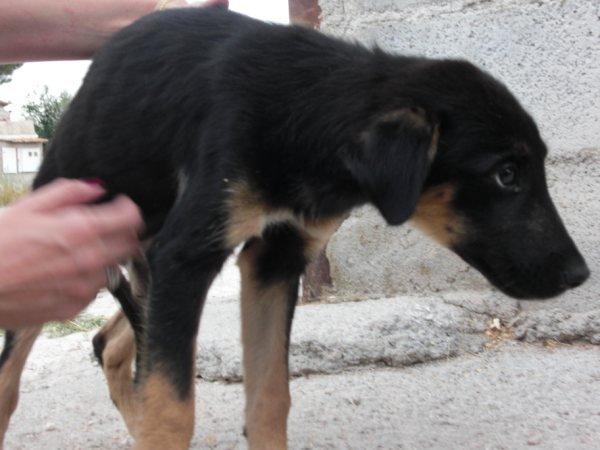 Tres hermanos de Thor, Murcia, uno en las mismas condiciones. Urgente