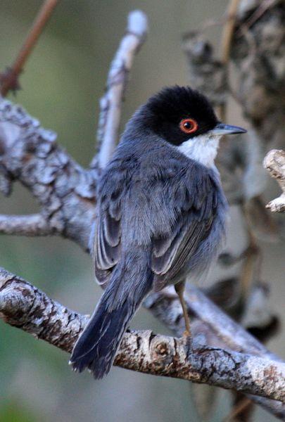 SYLVIA MELANOCEPHALA-CURRUCA CABECINEGRA-SARDINIAN WARBLER