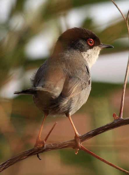 SYLVIA MELANOCEPHALA-CURRUCA CABECINEGRA-SARDINIAN WARBLER