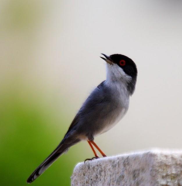 SYLVIA MELANOCEPHALA-CURRUCA CABECINEGRA-SARDINIAN WARBLER
