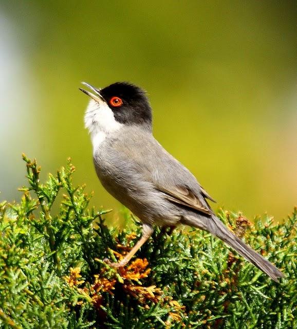 SYLVIA MELANOCEPHALA-CURRUCA CABECINEGRA-SARDINIAN WARBLER