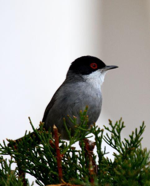 SYLVIA MELANOCEPHALA-CURRUCA CABECINEGRA-SARDINIAN WARBLER