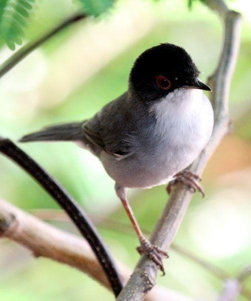 SYLVIA MELANOCEPHALA-CURRUCA CABECINEGRA-SARDINIAN WARBLER