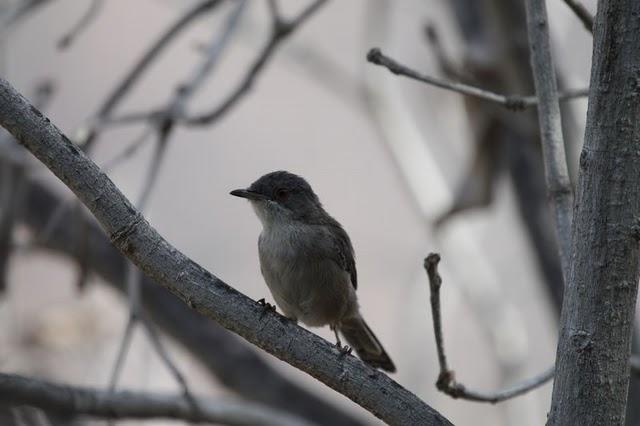 SYLVIA MELANOCEPHALA-CURRUCA CABECINEGRA-SARDINIAN WARBLER