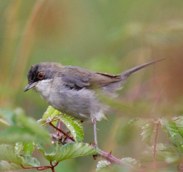 SYLVIA MELANOCEPHALA-CURRUCA CABECINEGRA-SARDINIAN WARBLER