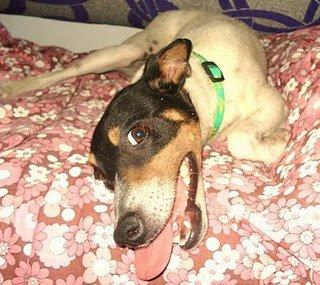 Chispa, aviso, positiva en alegria, corres riesgo de contagio :)