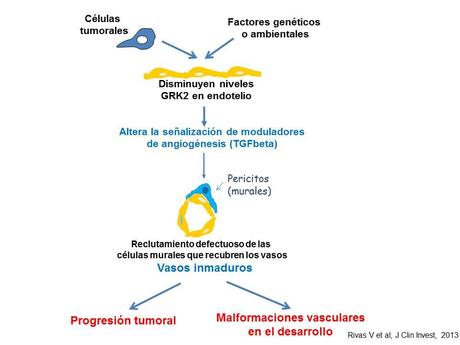 Un factor clave en la formación de vasos durante el desarrollo del organismo y en la vascularización tumoral