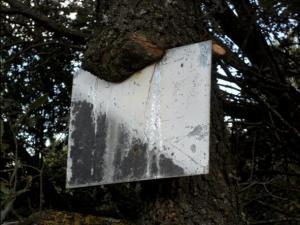 CAPRICHOS NATURALES Sujetando señal megustaelmedionatural