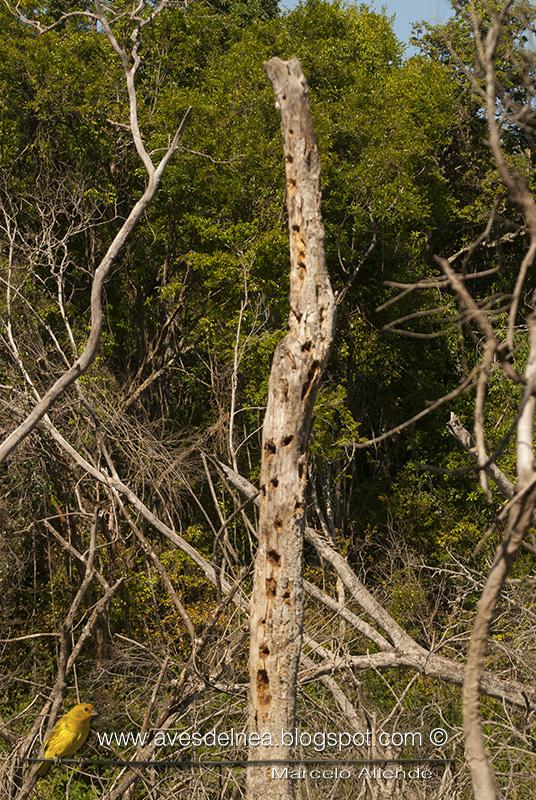 Carpintero garganta negra (Crimson-crested Woodpecker) Campephilus melanoleucos