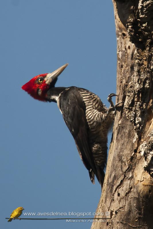 Carpintero garganta negra (Crimson-crested Woodpecker) Campephilus melanoleucos