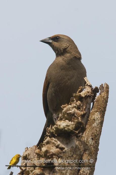 Tordo músico (Bay-winged Cowbird) Agelaioides badius Tordo músico (Bay-winged Cowbird) Agelaioides badius