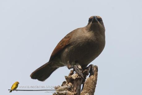 Tordo músico (Bay-winged Cowbird) Agelaioides badius Tordo músico (Bay-winged Cowbird) Agelaioides badius