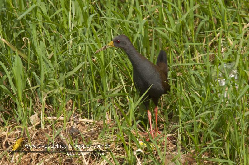 Gallineta negruzca (Blackish rail) Pardirallus nigricans