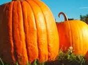 PURÉ JUDÍAS VERDES CALABAZA 8-10 meses)