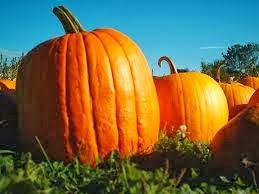 PURÉ DE JUDÍAS VERDES Y CALABAZA ( 8-10 meses)