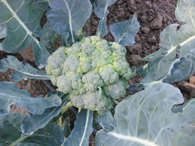 LA ACTIVIDAD EN EL HUERTO EN OCTUBRE 2013