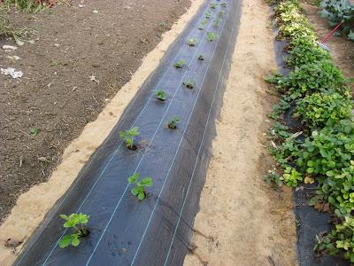 LA ACTIVIDAD EN EL HUERTO EN OCTUBRE 2013