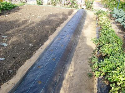 LA ACTIVIDAD EN EL HUERTO EN OCTUBRE 2013