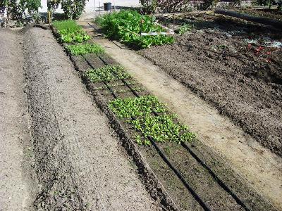 LA ACTIVIDAD EN EL HUERTO EN OCTUBRE 2013