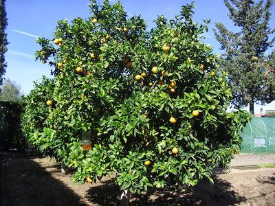 LA ACTIVIDAD EN EL HUERTO EN OCTUBRE 2013