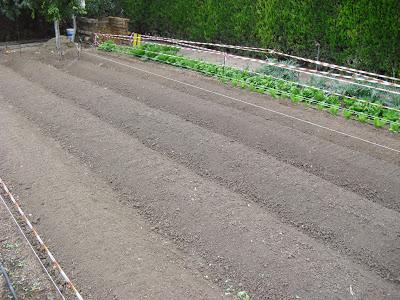 LA ACTIVIDAD EN EL HUERTO EN OCTUBRE 2013