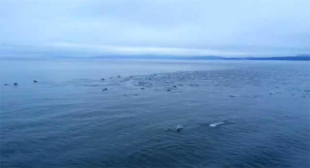 manada de 1.000 delfines en Canadá