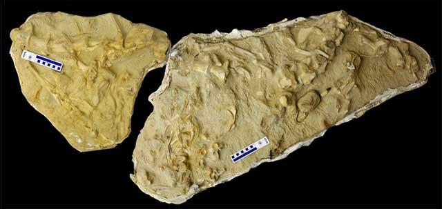 fósil mosasaurio tiene en el estómago tres mosasaurios