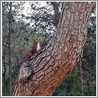 ¿En qué se parece una ardilla a una persona?