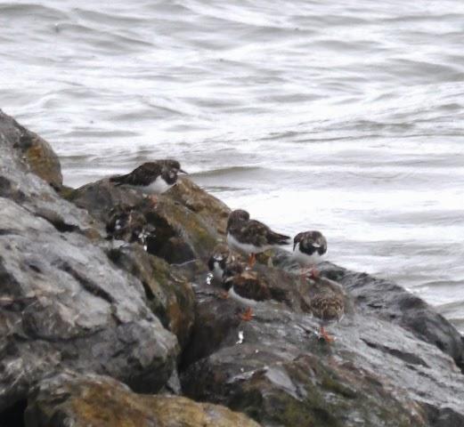 El primer oscuro y otros invernantes