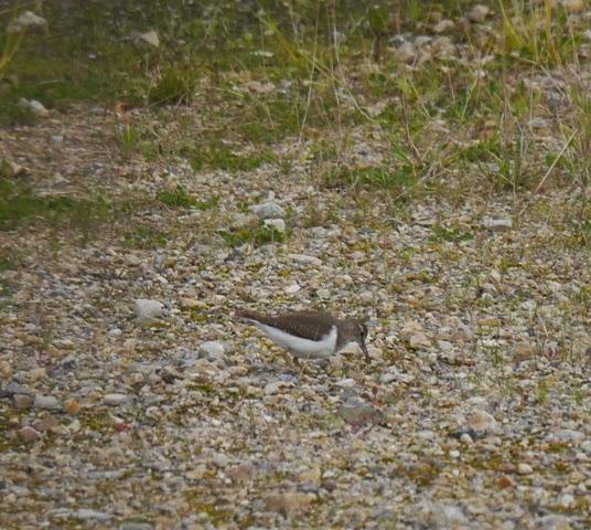 El primer oscuro y otros invernantes