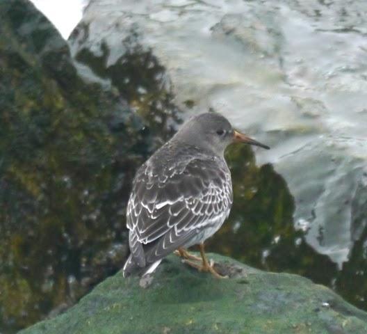 El primer oscuro y otros invernantes