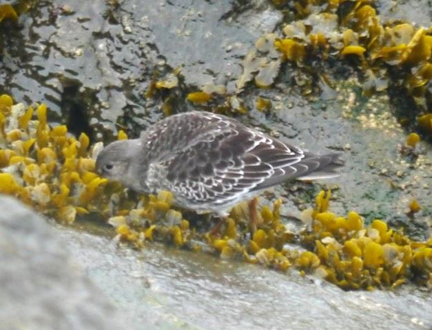 El primer oscuro y otros invernantes