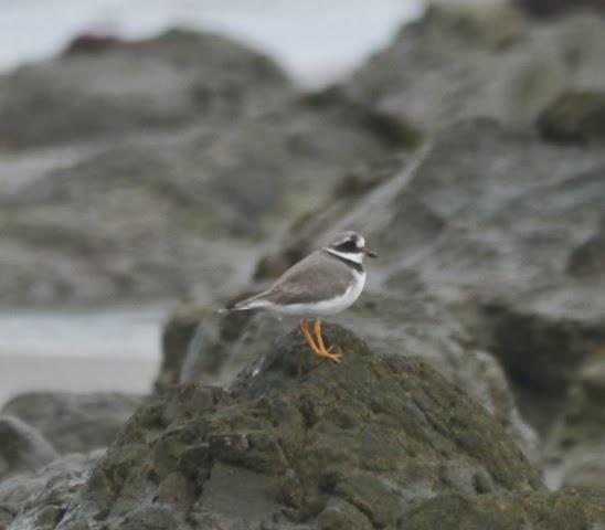 El primer oscuro y otros invernantes
