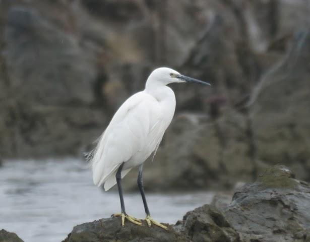 El primer oscuro y otros invernantes