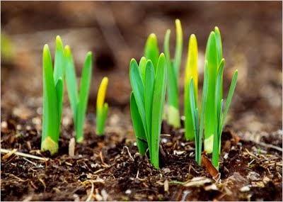 Domingo de brotes verdes