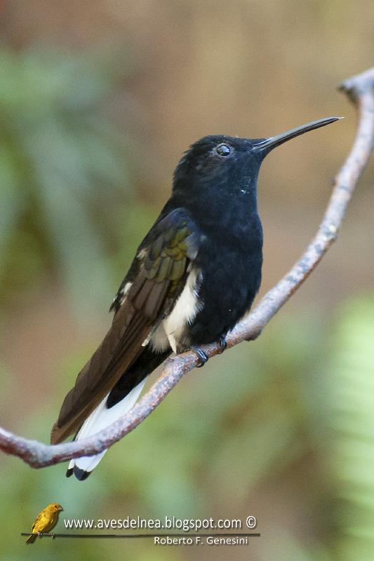 Beija-flor-preto (Black-Jacobim) Florisuga fusca