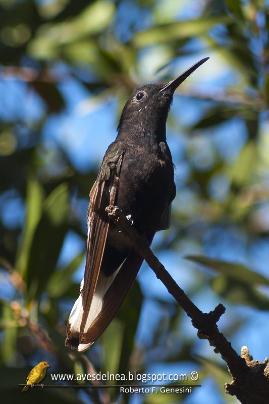 Beija-flor-preto (Black-Jacobim) Florisuga fusca