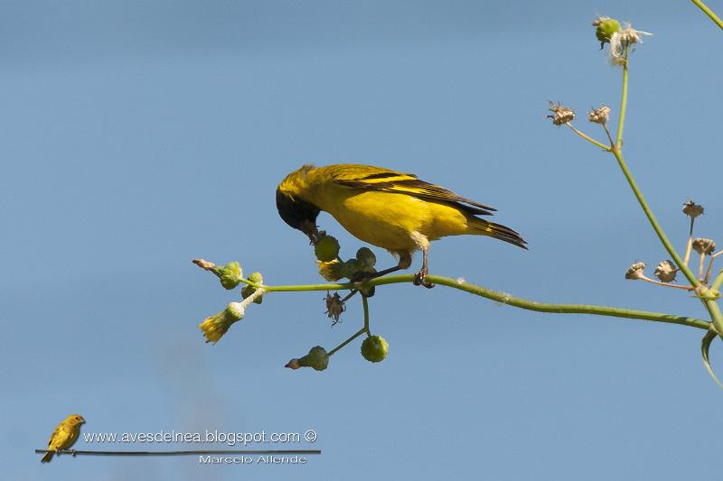 Cabecitanegra común (Hooded Siskin) Carduelis magellanica
