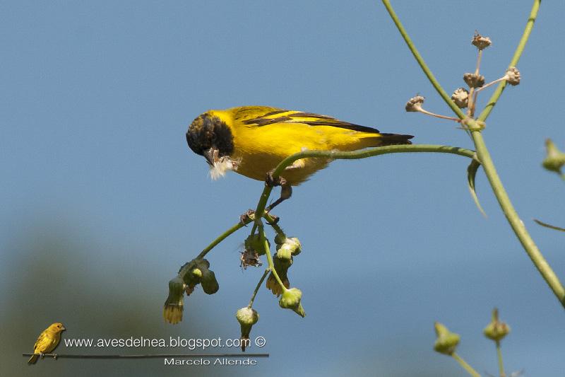 Cabecitanegra común (Hooded Siskin) Carduelis magellanica